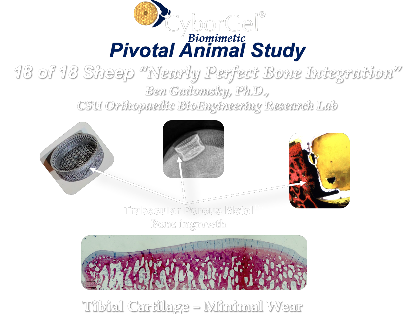 osseointegration-in-sheep2 (1)