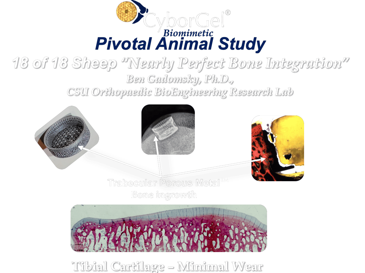 osseointegration-in-sheep2 (1)